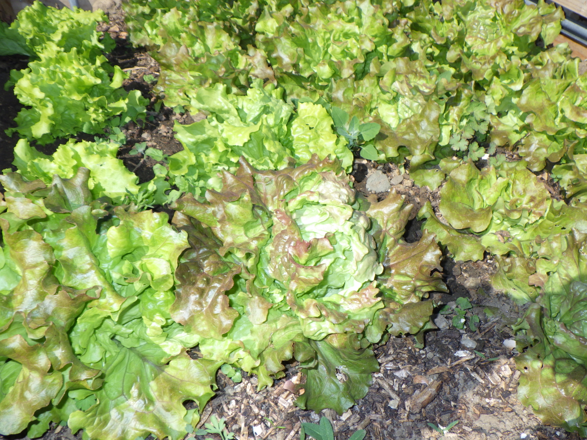 salade don